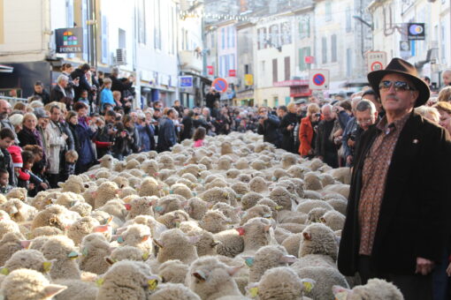 Marchés de Noël en Provence et Fête des Bergers à Istres - Trans-Alpes